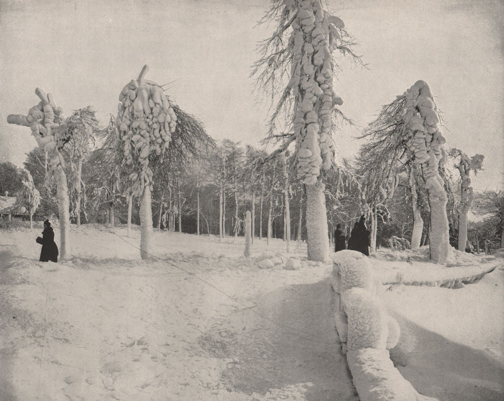 Winter in Prospect Park, Niagara, New York. Trees covered in Ice & Snow 1895